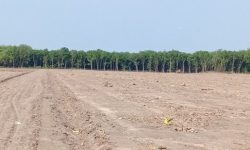 BÁN ĐẤT MẶT TIỀN 3000m2 THỔ CƯ SHR, GẦN KCN , CHỢ TRƯỜNG , QUÔC LỘ14 CHƠN THÀNH BÌNH PHƯỚC