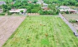 Diện tích đất rộng, không gian sống trong lành ngay thị trấn
